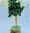 green-aventurine-tree-20cm-abhimantrit