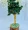 Green Aventurine Tree (20Cm) - Abhimantrit