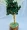 Green Aventurine Tree (20Cm) - Abhimantrit