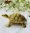 money-attract-brass-turtle-feng-shui-h3cm-w9cm-224gm-abhimantrit-certified