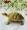 Money Attract Brass Turtle Feng Shui (H-3cm, W-9cm) 224gm - Abhimantrit & Certified